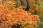 USA, Michigan, Ottawa National Forest. Close-up of maple leaves in autumn. Art Print
